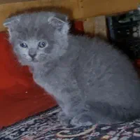 توله اسکاتیش بلو انفولد. و مادر پسر پرشین فلت