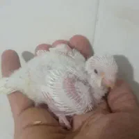 جوجه راهب|پرنده|خمینیشهر, |دیوار