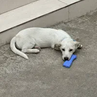 گمشده با مژدگانی زیاد|سگ|قائم‌شهر, |دیوار