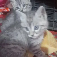 بچه گربه رایگان|گربه|زابل, |دیوار