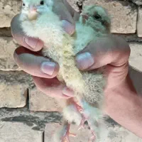 جوجه برهما پاتریج.لایت.بوف