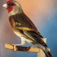 جوجه سهره قناری کال