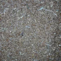 گندم درجه یک