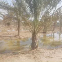 نخل ثمری درجه یک تره روستای کلل زیر قیمت