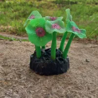 اکواریوم ماهی ۷۲ لیتری|ماهی|رودسر, |دیوار