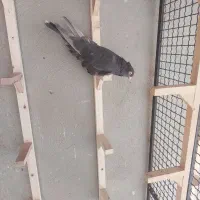 کفترسرکه ای