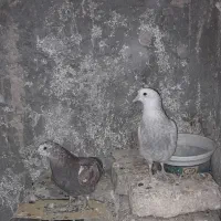 کبوتر تهرانی|پرنده|اصفهان, همدانیان|دیوار