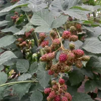 تمشک بدون خار|گل و گیاه طبیعی|رستم‌آباد, |دیوار