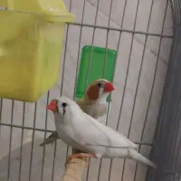 فنج خارجی لپ