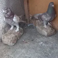 گرگی|پرنده|قم, لسانی|دیوار