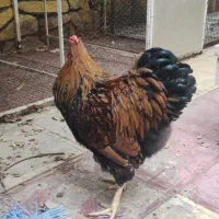 خروس ویاندوت 7 ماه