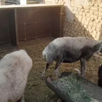 میش وبره چاق بومی