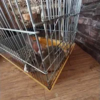 اهدا خرگوش|موش و خرگوش|همدان, |دیوار