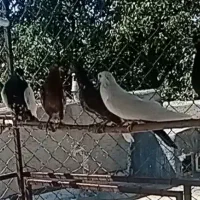 کبوتر رنگی فروشی
