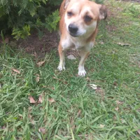 سگ اشپیتز ماده دو ساله|سگ|آمل, |دیوار