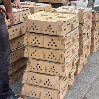 پروار بندی طیور|حیوانات مزرعه|اصفهان, شاهزاده ابراهیم|دیوار