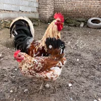 جوجه مرغ و خروس و تخم مرغ محلی گلین لری قلم سبز