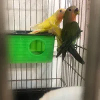 طوطی برزیلی سه ماهه|پرنده|فردیس, فردیس|دیوار