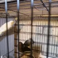 ماده قناری خوش هیکل