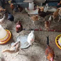 مرغ و خروس محلی
