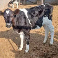 گوساله ماده|حیوانات مزرعه|تربت جام, میان جام|دیوار