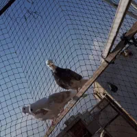 کفتر سالم پرشی