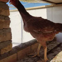 مرغ خروس مزرعه
