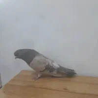 کفترماده  کله پفکی قد بلند