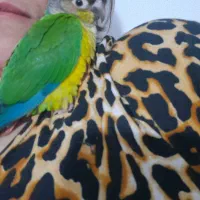 یک جفت گرینچیک.فول رام|پرنده|پاکدشت, پاکدشت (مامازند)|دیوار