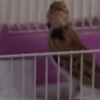 سهره خاکی بخان