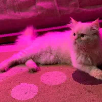 گربه پرشین اصیل نر