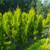 نهال آووکادو و کاج لاوسون|گل و گیاه طبیعی|واجارگاه, |دیوار