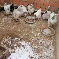 تخم مرغ نطفه دار برهما|حیوانات مزرعه|قائمشهر, |دیوار