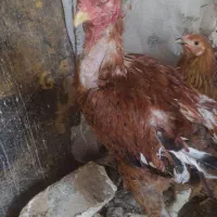 خروس لاری|حیوانات مزرعه|مشکین‌دشت, |دیوار