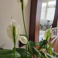 گل طبیعی اسپاتیس