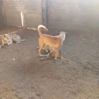 واگذاری سه غلاده سگ|سگ|شاهرود, |دیوار