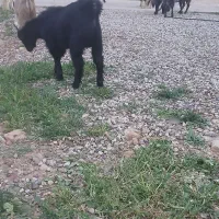 فروش بزکهردار