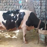 گاوو گوساله درجه یک|حیوانات مزرعه|سیروان, |دیوار