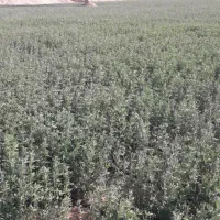 فروش بذر یونجه