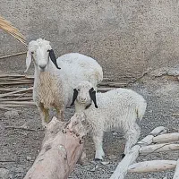 میش دورگ سیستانی با بره|حیوانات مزرعه|زابل, |دیوار