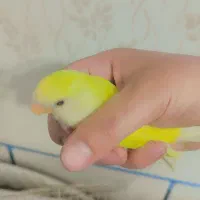 طوطی برزیلی|پرنده|دزفول, |دیوار