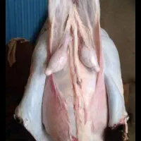 گوسفند قربانی درجه یک|حیوانات مزرعه|همدان, |دیوار