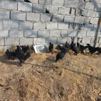 جوجه ۵ ماه مرندی