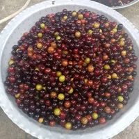 ترشی آلوچه محلی