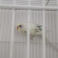 مرغ عشق نر|پرنده|مشهد, نیزه|دیوار