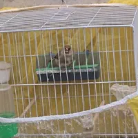 سهره|پرنده|مشهد, جاهد شهر|دیوار