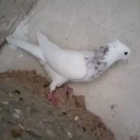کبوتر طوقی غریب گیری