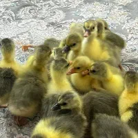 جوجه غاز محلی و قو