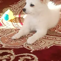 گمشده
