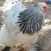 مرغ اصیل برهما لایت